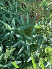 Zanthoxylum ailanthoides