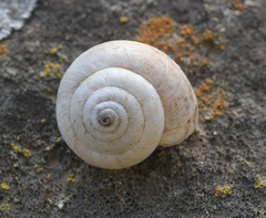 Cernuella virgata