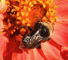 Bombus vosnesenskii
