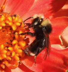 Bombus vosnesenskii