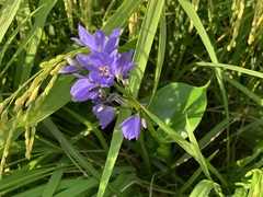 Pontederia vaginalis