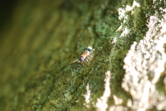 Thanasimus formicarius