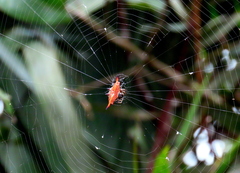 Gasteracantha