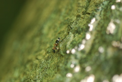 Thanasimus formicarius