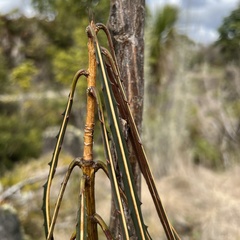 Pseudopanax crassifolius