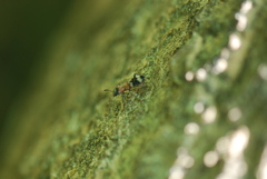 Thanasimus formicarius