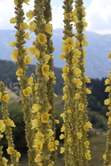 Verbascum densiflorum