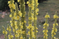 Verbascum densiflorum