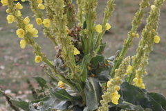 Verbascum densiflorum