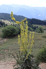 Verbascum densiflorum