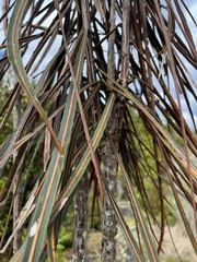 Pseudopanax crassifolius