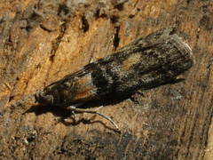Sciota adelphella