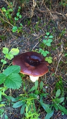 Russula xerampelina