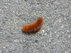 Pyrrharctia isabella