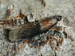 Sciota adelphella