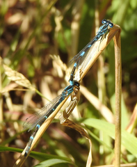 Enallagma carunculatum