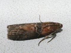 Sciota adelphella