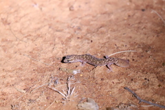 Diplodactylus