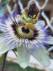 Passiflora caerulea
