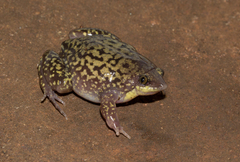 Hemisus marmoratus