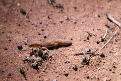 Diplodactylus
