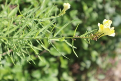 Linaria vulgaris