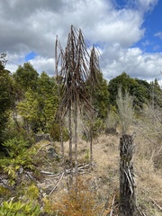 Pseudopanax crassifolius