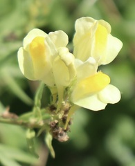 Linaria vulgaris