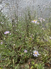 Symphyotrichum