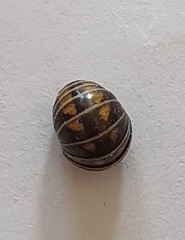 Glomeridae