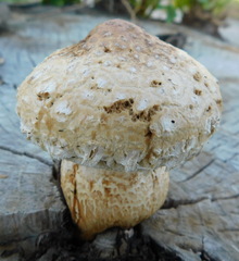 Hemipholiota populnea