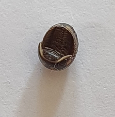 Glomeridae