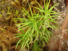 Polytrichastrum alpinum