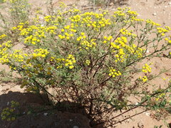 Oncosiphon suffruticosus