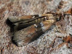 Sciota fumella