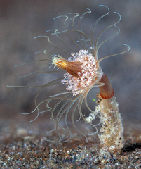 Corymorpha tomoensis