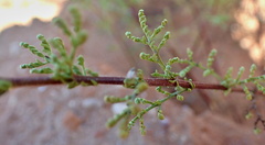 Oncosiphon suffruticosus