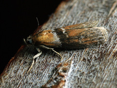 Sciota fumella