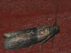 Sciota fumella