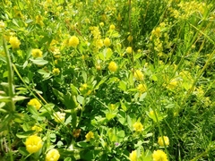 Trifolium campestre