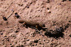 Diplodactylus