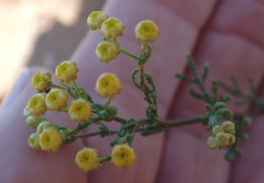 Oncosiphon suffruticosus