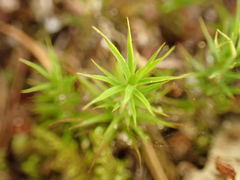 Polytrichastrum alpinum