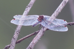 Leucorrhinia rubicunda