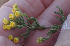 Oncosiphon suffruticosus