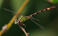Erpetogomphus eutainia