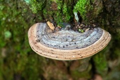 Ganoderma applanatum