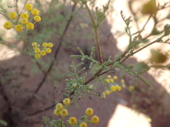 Oncosiphon suffruticosus