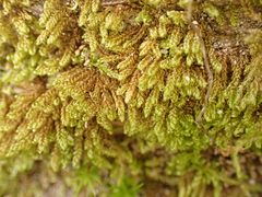 Stereodon subimponens