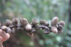 Fagaceae